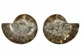 Cut & Polished, Agatized Ammonite Fossil - Madagascar #267971-1